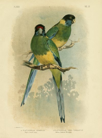Periquito de Bauer o Loro de Port Lincoln, 1891 de Gracius Broinowski